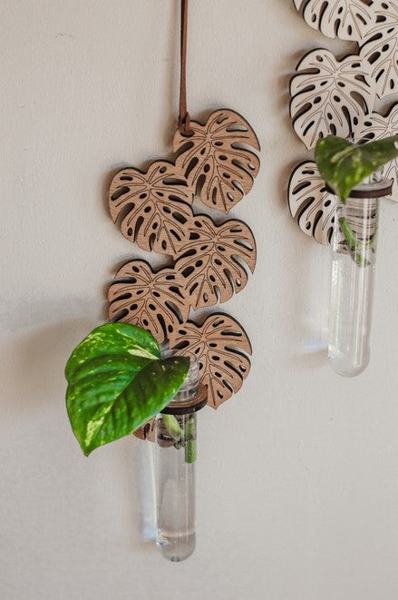 Monstera Hanging Propagation Station