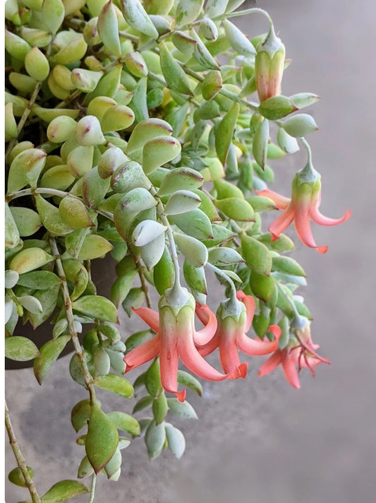 Cotyledon Pendens – 8” Hanging Basket (Preorder)