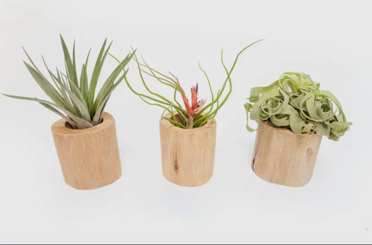 Driftwood Airplant Container