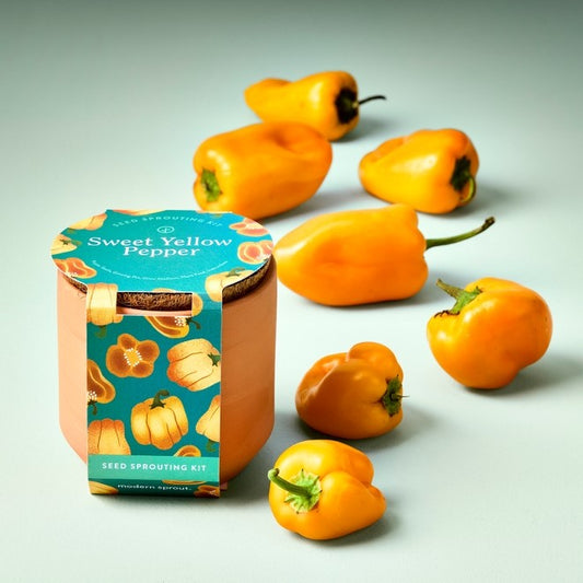 Tiny Terracotta Garden Kit - Sweet Yellow Pepper